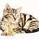Minou
