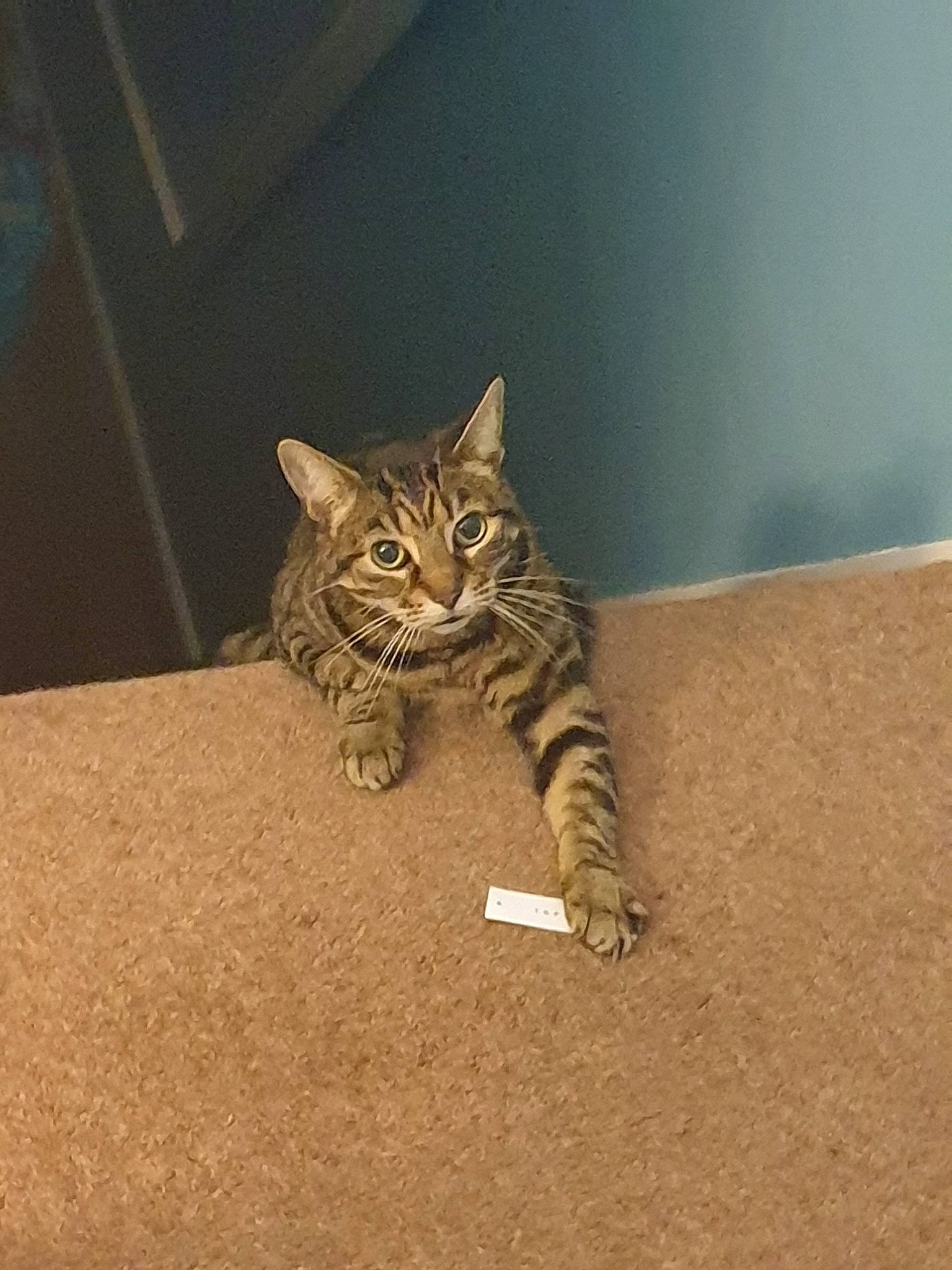 Mimi joined the competition — help win amazing prizes! american_shorthair, asian, bengal, california_spangled, carnivore, cat, domestic_short_haired_cat, dragon_li, european_shorthair, eye, felidae, fur, kitten, ocicat, pixie_bob, small_to_medium_sized_cats, tabby_cat, toyger, whiskers, wild_cat