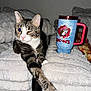 animal, blanket, buc_ee_s, cat, cozy, cute, domestic_animal, fur, household, indoor, mug, paws, pet, pink_nose, relaxed, resting, striped, tabby, whiskers, winking