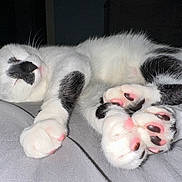 Wally joined the competition — help win amazing prizes! animal, bed, black, black_and_white, cat, close_up, cozy, cute, feline, fur, indoor, paw_pads, pet, pink, relaxed, resting, sleeping, soft, whiskers, white