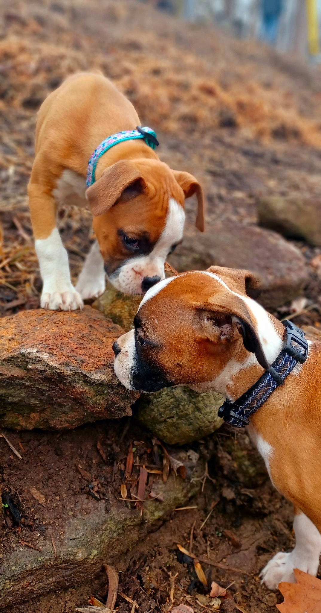 Adella joined the competition — help win amazing prizes! adventure, canidae, carnivore, collar, companion_dog, dog, dog_breed, dog_supply, fawn, hound, hunting_dog, irishjacks, liver, non_sporting_group, scent_hound, snout, sporting_group, wood, working_animal