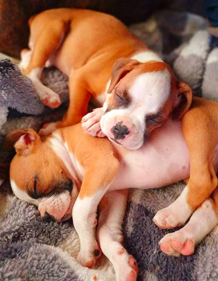 Adella is registered to the contest to win money with this photo: bulldog, canidae, carnivore, comfort, companion_dog, dog, dog_breed, fawn, hardwood, hound, mammal, non_sporting_group, paw, puppy_love, snout, sporting_group, toy_dog, wood, working_animal, wrinkle