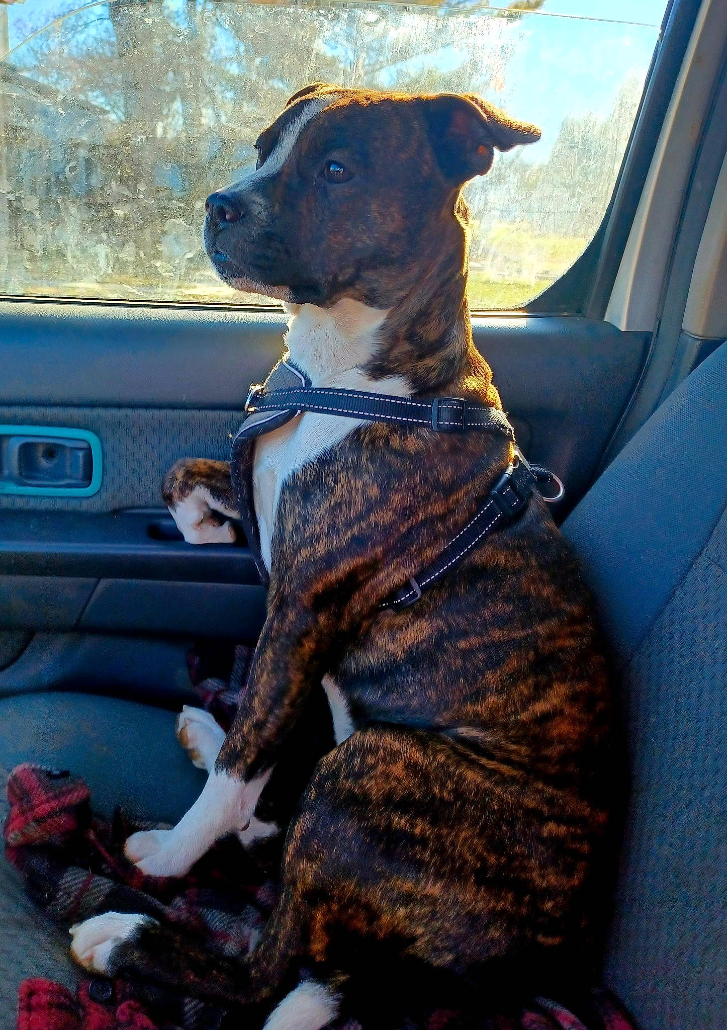 Scrappie is registered to the contest to win money with this photo: automotive_exterior, automotive_lighting, automotive_mirror, car, car_seat, car_seat_cover, carnivore, collar, companion_dog, dog, dog_breed, dog_collar, fawn, light, motor_vehicle, steering_part, steering_wheel, vehicle, vehicle_door, window