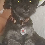 Luna is registered to the contest to win money with this photo: dog, black_dog, collar, medical_alert_tag, pet, indoor, furry, sitting, animal, blurred, flash, glowing_eyes, fur, paw, companion, cute, domestic_animal, small_dog, curly_fur, resting