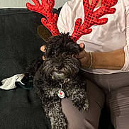 Luna joined the competition — help win amazing prizes! dog, pet, reindeer_antlers, black_fur, curly_fur, person, lap, couch, indoor, holiday, costume, accessory, seated, hand, smile, casual_clothing, bracelet, tag, fur, companion