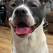 Bandit joined the competition — help win amazing prizes! dog, canine, pet, smiling, tongue_out, indoor, wooden_floor, living_room, furniture, television, happy, close_up, ears, face, white_fur, gray_fur, domestic_animal, companion, cute, animal