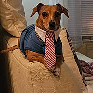 Iggy is registered to the contest to win money with this photo: dog, pet, indoor, couch, armrest, clothing, tie, blue_sweater, brown_dog, looking_at_camera, decor, pillows, window, curtains, furniture, portrait, sitting, domestic, cozy, cute