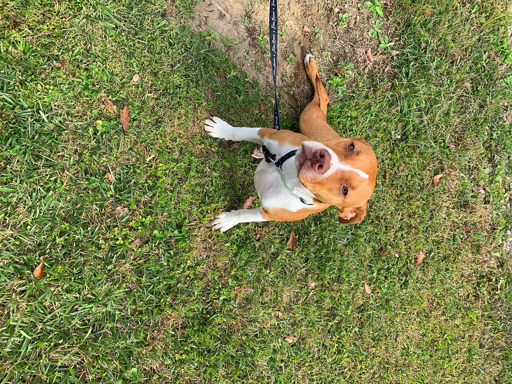 Nova is registered to the contest to win money with this photo: beagle, beagle_harrier, canidae, carnivore, companion_dog, dog, dog_breed, fawn, grass, groundcover, hound, hunting_dog, lawn, liver, mammal, scent_hound, schweizer_laufhund, snout, sporting_group, tail