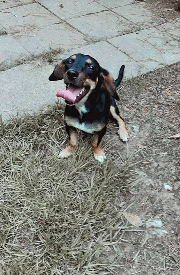 Bentley is registered to the contest to win money with this photo: canidae, carnivore, collar, companion_dog, dachshund, dog, dog_breed, hound, hunting_dog, non_sporting_group, paw, puppy, snout, sporting_group, working_animal, working_dog