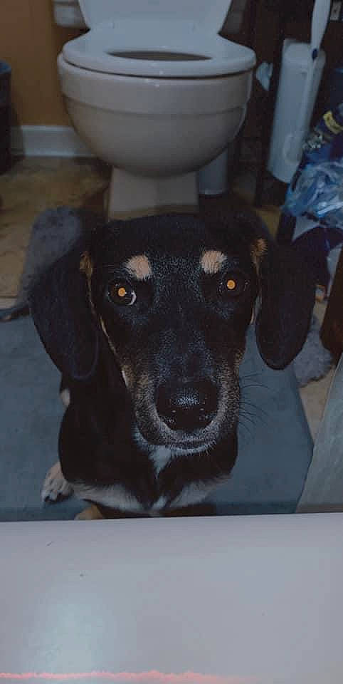 Bentley joined the competition — help win amazing prizes! black_and_tan_terrier, canidae, carnivore, ceramic, companion_dog, dog, dog_breed, hound, huntaway, porcelain, snout, sporting_group, whiskers, working_animal, working_dog