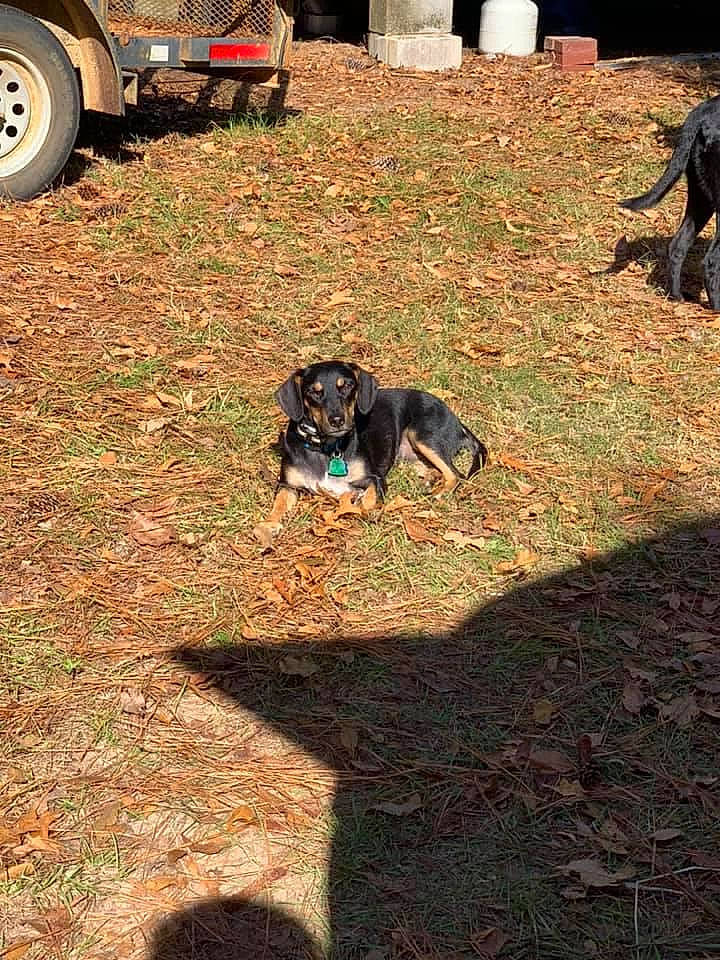 Bentley is registered to the contest to win money with this photo: alloy_wheel, auto_part, automotive_tire, borador, canidae, carnivore, collar, companion_dog, dog, dog_breed, dog_collar, fender, hubcap, hunting_dog, shadow, sporting_group, synthetic_rubber, tire_care, tread, working_animal