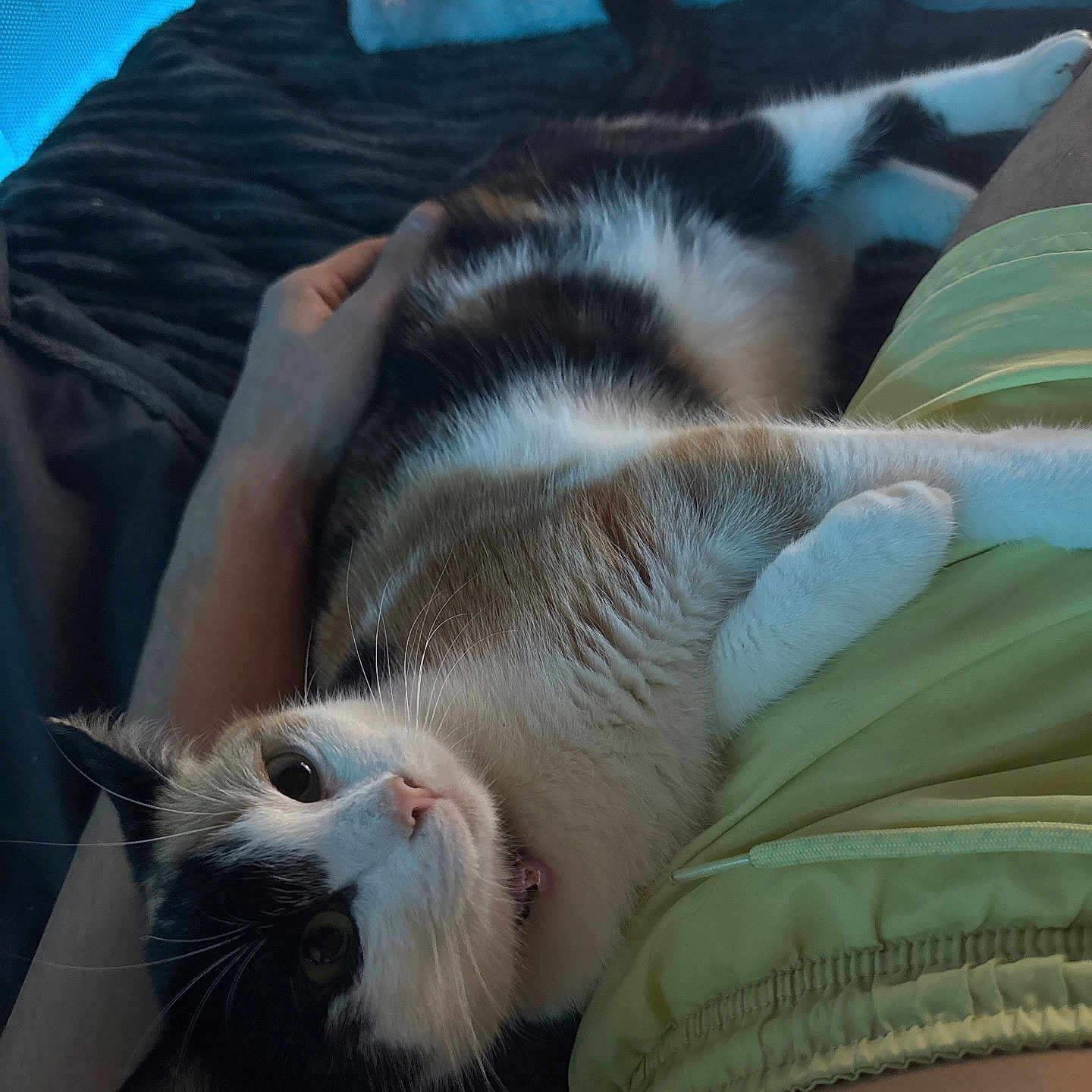 Kushina participe au concours pour gagner de l'argent avec cette photo : abyssinian, animal, bed, bedroom, blanket, bodypart, cat, couch, cushion, furniture, homedecor, indoors, kitten, manx, person, pet, quilt, room, siamese, sleeping