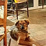 dog, indoor, floor, tile_floor, wooden_chair, furniture, pet, animal, brown_dog, medium_sized_dog, relaxed, looking_at_camera, home, door, evening, warm_lighting, domestic, companion, resting, quiet