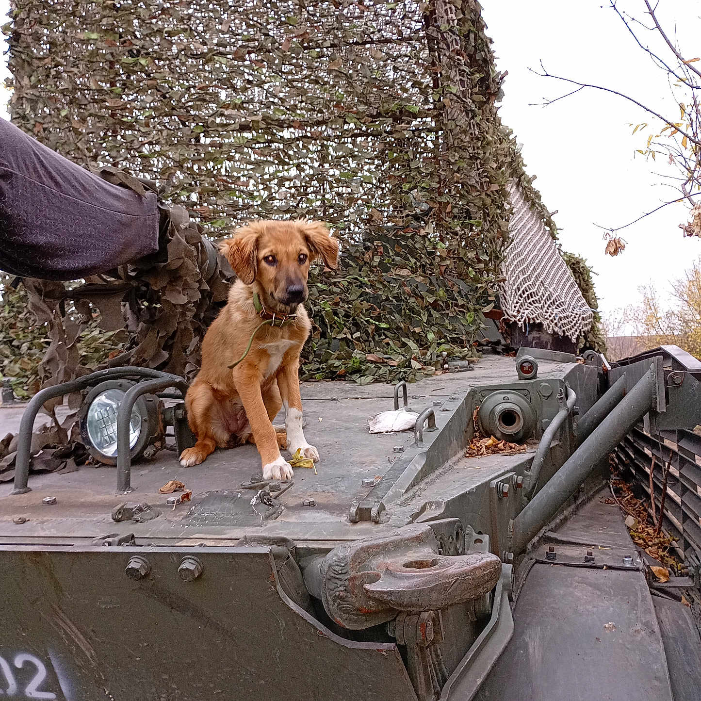 Djova a rejoint le concours — aidez-le/la à gagner de superbes lots ! animal, autumn_leaves, bolt, brown_dog, camouflage_net, dog, headlight, machinery, metal, military, military_vehicle, nature, outdoor, pet, rust, sitting, sky, trees, vehicle, white_paws