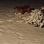 dog, snow, night, outdoor, animal, bush, winter, dark, cold, nature, fur, standing, quiet, landscape, weather, field, canine, snow_covered, frozen, shadow