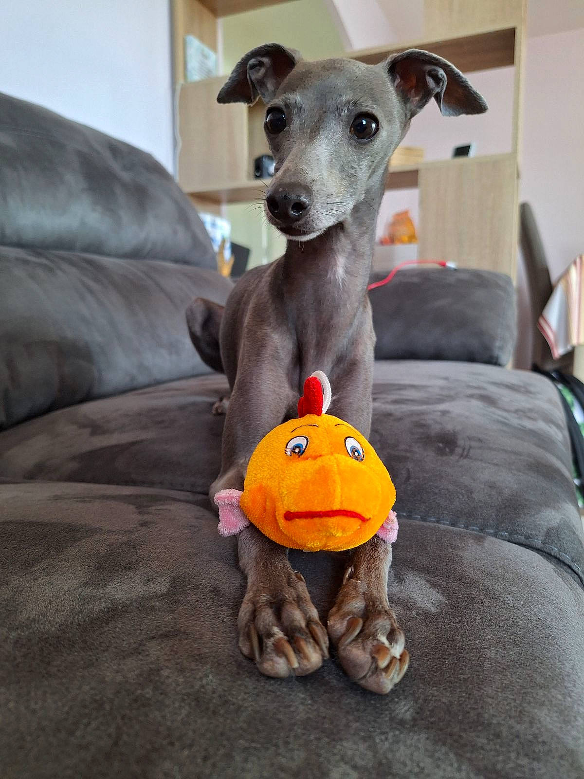 Rubie participe au concours pour gagner de l'argent avec cette photo : canidae, carnivore, comfort, companion_dog, dog, dog_breed, dog_clothes, dog_supply, fawn, grey, magyar_agar, pet_supply, rampur_greyhound, sighthound, snout, sporting_group, terrestrial_animal, toy, whiskers, working_animal