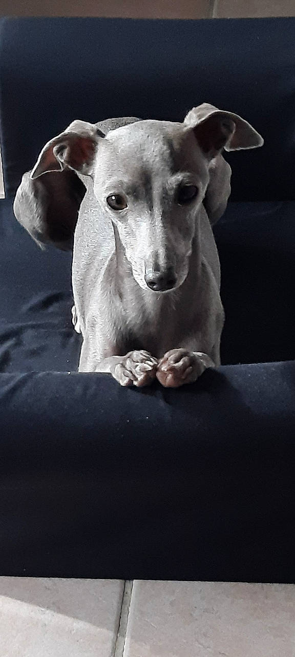 Rubie participe au concours pour gagner de l'argent avec cette photo : canidae, carnivore, companion_dog, darkness, dog, dog_breed, ear, fawn, grey, human_body, monochrome, monochrome_photography, rampur_greyhound, snout, sporting_group, still_life_photography, terrestrial_animal, toy_dog, whiskers, working_animal
