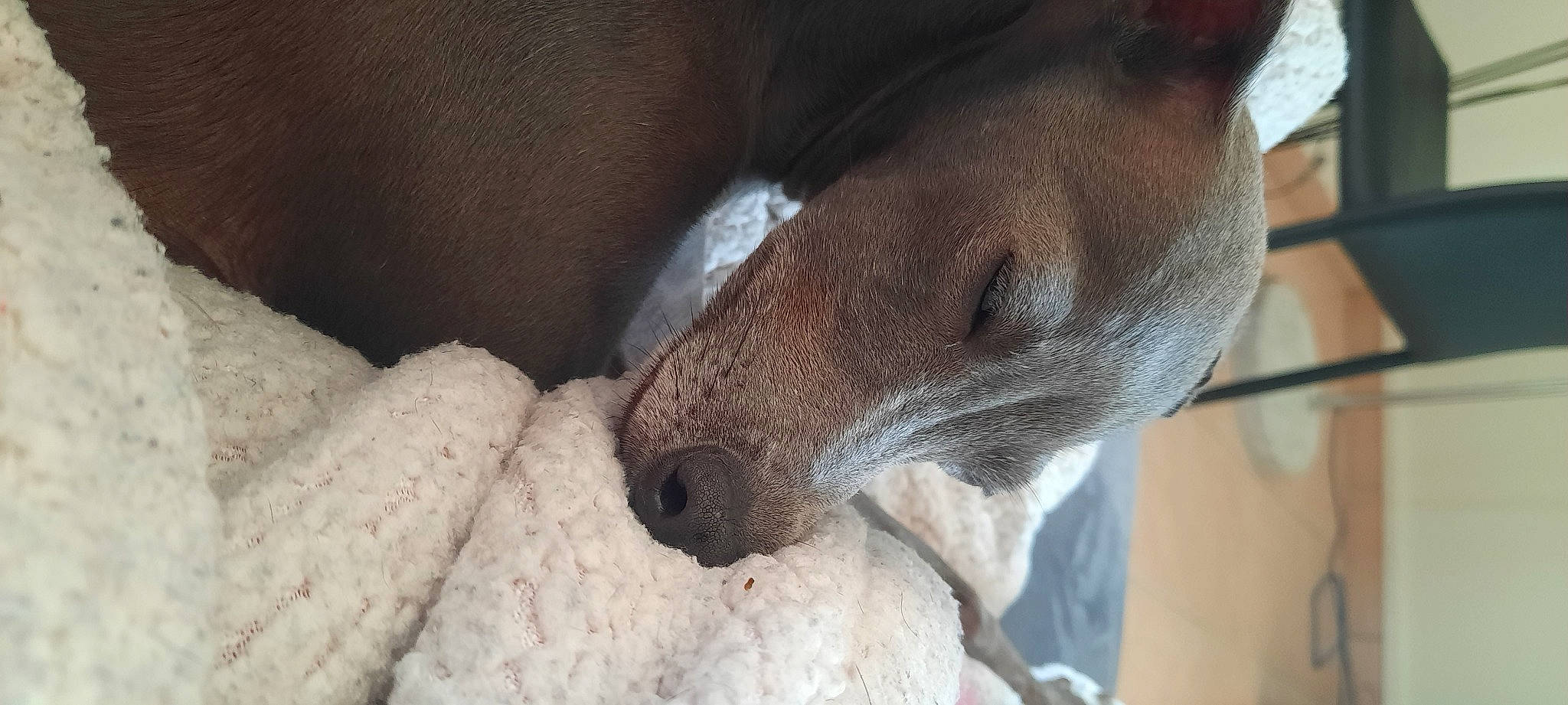 Rubie participe au concours pour gagner de l'argent avec cette photo : canidae, carnivore, collar, comfort, companion_dog, dog, dog_breed, ear, fawn, fur, non_sporting_group, snout, sporting_group, terrestrial_animal, whiskers, working_animal