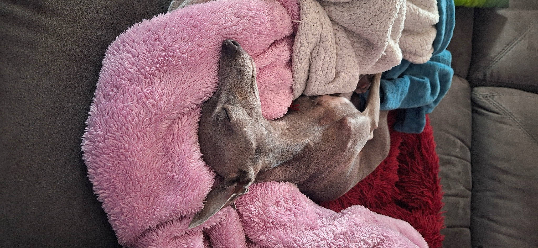 Rubie participe au concours pour gagner de l'argent avec cette photo : canidae, carnivore, comfort, companion_dog, dog, dog_breed, fawn, fur, great_dane, grey, liver, magenta, nap, non_sporting_group, pink, sporting_group, terrestrial_animal, working_animal, wrinkle