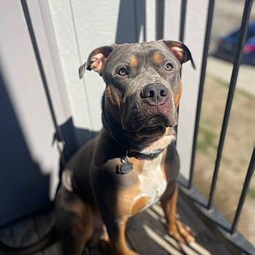 Appa is registered to the contest to win money with this photo: animal, black, brown, calm, canine, collar, daylight, dog, ears, face, fence, outdoor, pet, porch, portrait, shadow, sitting, sunlight, white, wooden_floor