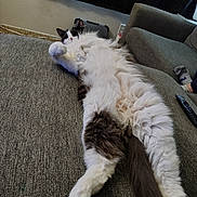 Kayden joined the competition — help win amazing prizes! belly_up, black_fur, cat, couch, cozy, curtain, electrical_outlet, fluffy_cat, human_sock, living_room, paws, pet, relaxed, remote_control, sofa, stretched_out, tail, upholstery, wall, white_fur