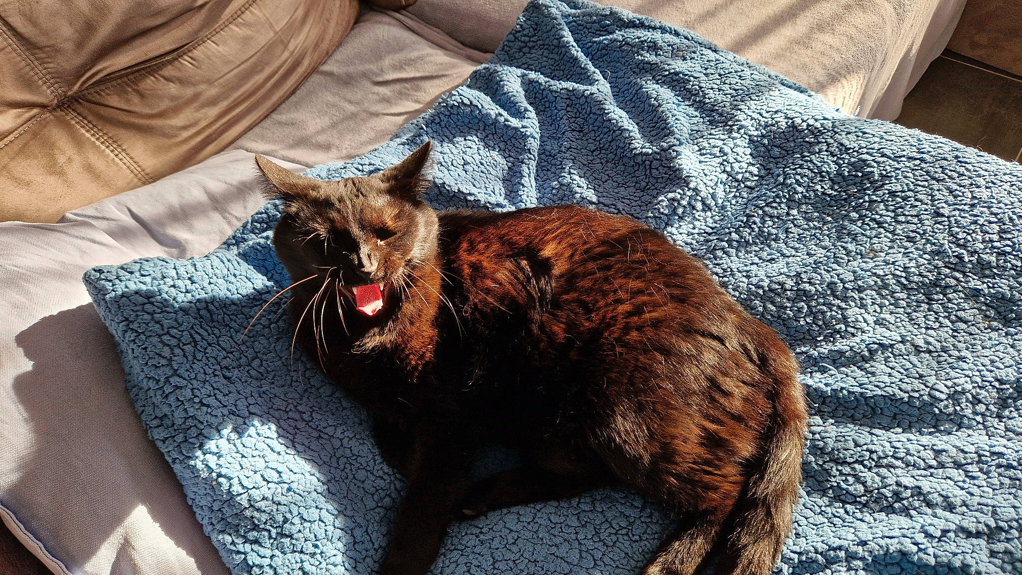 Shym a rejoint le concours — aidez-le/la à gagner de superbes lots ! canidae, carnivore, cat, claw, comfort, dog_breed, domestic_short_haired_cat, felidae, fur, grey, linens, room, small_to_medium_sized_cats, snout, tail, terrestrial_animal, textile, whiskers, wood