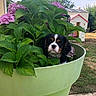 puppy, dog, flower_pot, green_leaves, pink_flowers, garden, outdoor, playhouse, sky, tree, grass, cute, pet, nature, summer, daylight, small_dog, plant, leaf, adorable