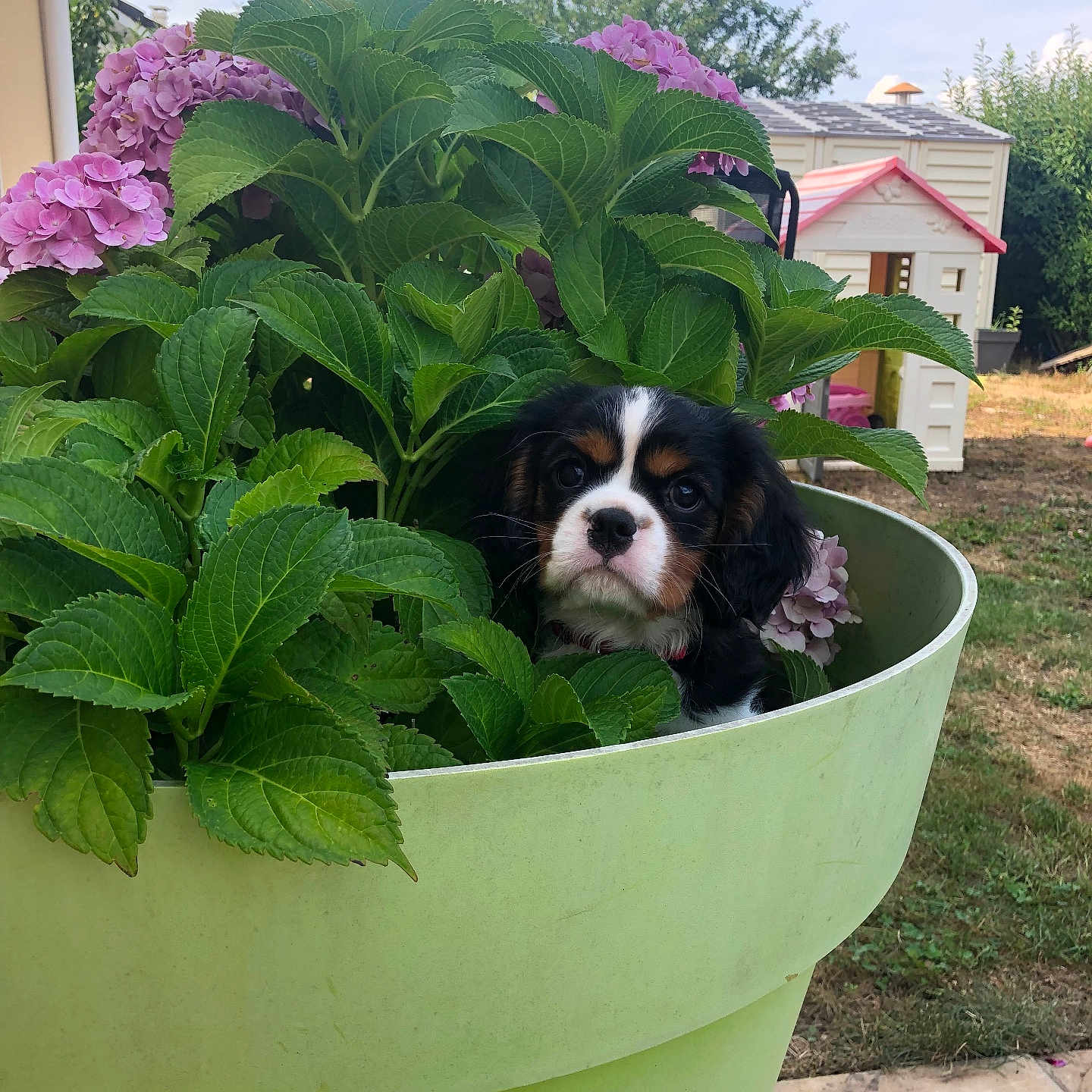 Floky participe au concours pour gagner de l'argent avec cette photo : puppy, dog, flower_pot, green_leaves, pink_flowers, garden, outdoor, playhouse, sky, tree, grass, cute, pet, nature, summer, daylight, small_dog, plant, leaf, adorable