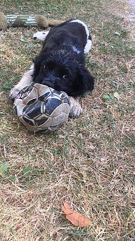 Rudy participe au concours pour gagner de l'argent avec cette photo : bovine, canidae, carnivore, companion_dog, dog_breed, fur, grass, grazing, livestock, pack_animal, pasture, personal_protective_equipment, plant, snout, soil, sporting_group, suidae, tail, terrestrial_animal, working_animal