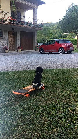 Rudy a rejoint le concours — aidez-le/la à gagner de superbes lots ! asphalt, automotive_lighting, car, grass, house, landscape, lawn, motor_vehicle, parking, personal_luxury_car, plant, road, road_surface, sidewalk, tints_and_shades, tire, tree, vehicle, vehicle_door, wheel