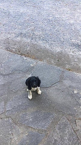 Rudy a rejoint le concours — aidez-le/la à gagner de superbes lots ! asphalt, border_collie, carnivore, companion_dog, concrete, dog, dog_breed, felidae, fur, grass, herding_dog, road, road_surface, sand, shadow, small_to_medium_sized_cats, soil, sporting_group, tail, tar