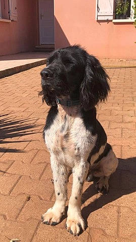 Rudy participe au concours pour gagner de l'argent avec cette photo : canidae, carnivore, companion_dog, dog, dog_breed, fur, gun_dog, hardwood, hunting_dog, large_munsterlander, russian_spaniel, snout, spaniel, sporting_group, working_animal, working_dog