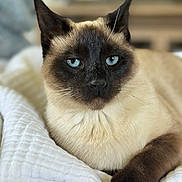 Astro joined the competition — help win amazing prizes! siamese_cat, cat, blue_eyes, pet, animal, feline, whiskers, ears, fur, resting, indoor, blanket, close_up, portrait, cute, domestic_animal, soft_light, relaxed, mammal, laying_down
