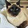 siamese_cat, cat, blue_eyes, pet, animal, feline, whiskers, ears, fur, resting, indoor, blanket, close_up, portrait, cute, domestic_animal, soft_light, relaxed, mammal, laying_down