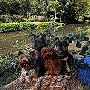 Vaia a rejoint le concours — aidez-le/la à gagner de superbes lots ! animal_photography, canines, dogs, french_bulldogs, group_portrait, happy, leaves, mushrooms, nature, outdoor, pets, pond, reflection, sitting, toy_poodle, tree_stump, trees, water, woodland, yorkshire_terrier