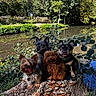 animal_photography, canines, dogs, french_bulldogs, group_portrait, happy, leaves, mushrooms, nature, outdoor, pets, pond, reflection, sitting, toy_poodle, tree_stump, trees, water, woodland, yorkshire_terrier