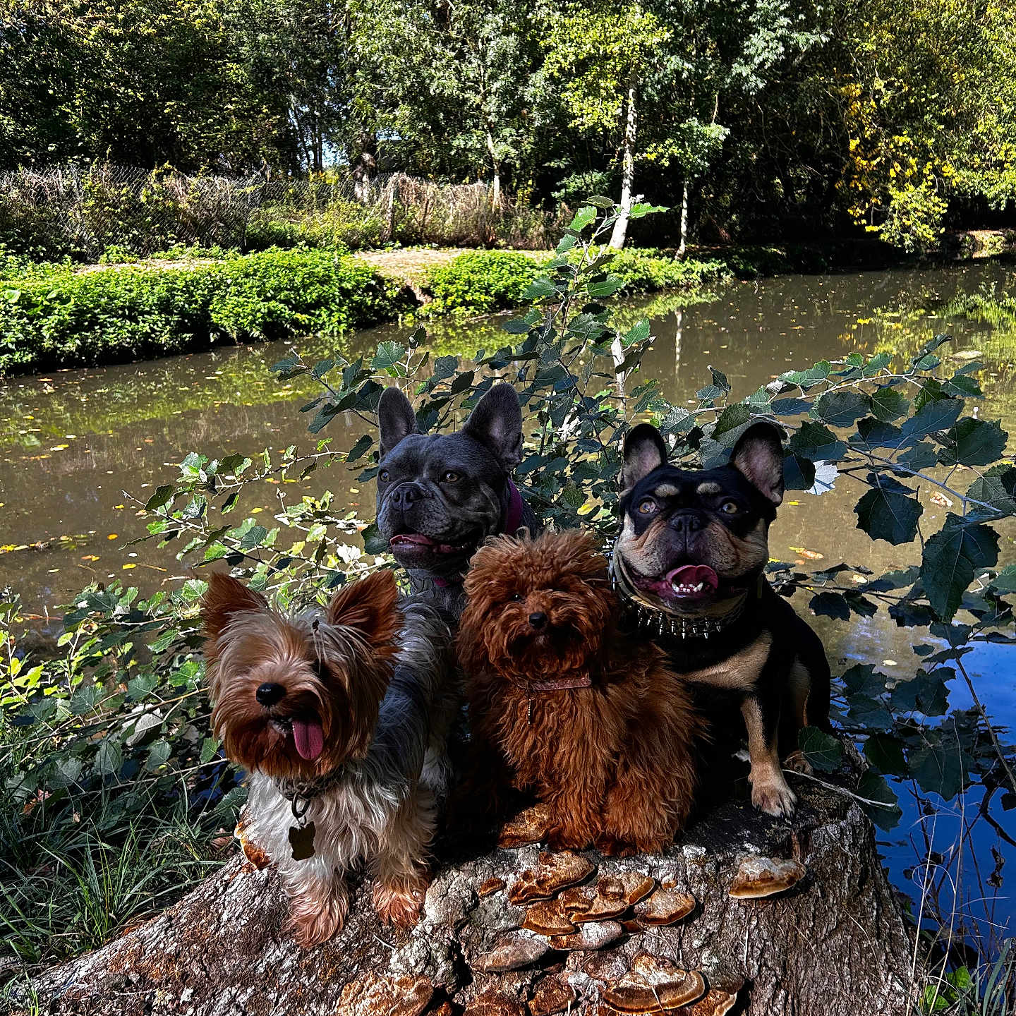 Vaia a rejoint le concours — aidez-le/la à gagner de superbes lots ! animal_photography, canines, dogs, french_bulldogs, group_portrait, happy, leaves, mushrooms, nature, outdoor, pets, pond, reflection, sitting, toy_poodle, tree_stump, trees, water, woodland, yorkshire_terrier