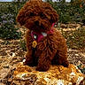 Bouclette a rejoint le concours — aidez-le/la à gagner de superbes lots ! dog, brown_dog, curly_fur, pet, harness, outdoor, rock, nature, plants, grass, cloudy_sky, animal, cute, fluffy, sitting, leash, tag, field, portrait, canine