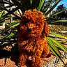 Bouclette participe au concours pour gagner de l'argent avec cette photo : puppy, dog, curly_fur, reddish_brown, outdoor, sunlight, green_leaves, plant, nature, pet, cute, small_dog, portrait, animal, garden, grass, daylight, fur, canine, adorable