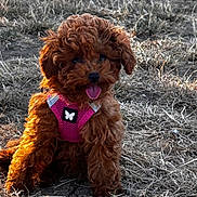 Bouclette participe au concours pour gagner de l'argent avec cette photo : puppy, dog, outdoor, grass, harness, pink, cute, tongue_out, sunlight, animal, pet, fur, nature, sitting, small_dog, happy, brown, playful, young_dog, field