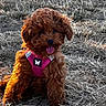 puppy, dog, outdoor, grass, harness, pink, cute, tongue_out, sunlight, animal, pet, fur, nature, sitting, small_dog, happy, brown, playful, young_dog, field