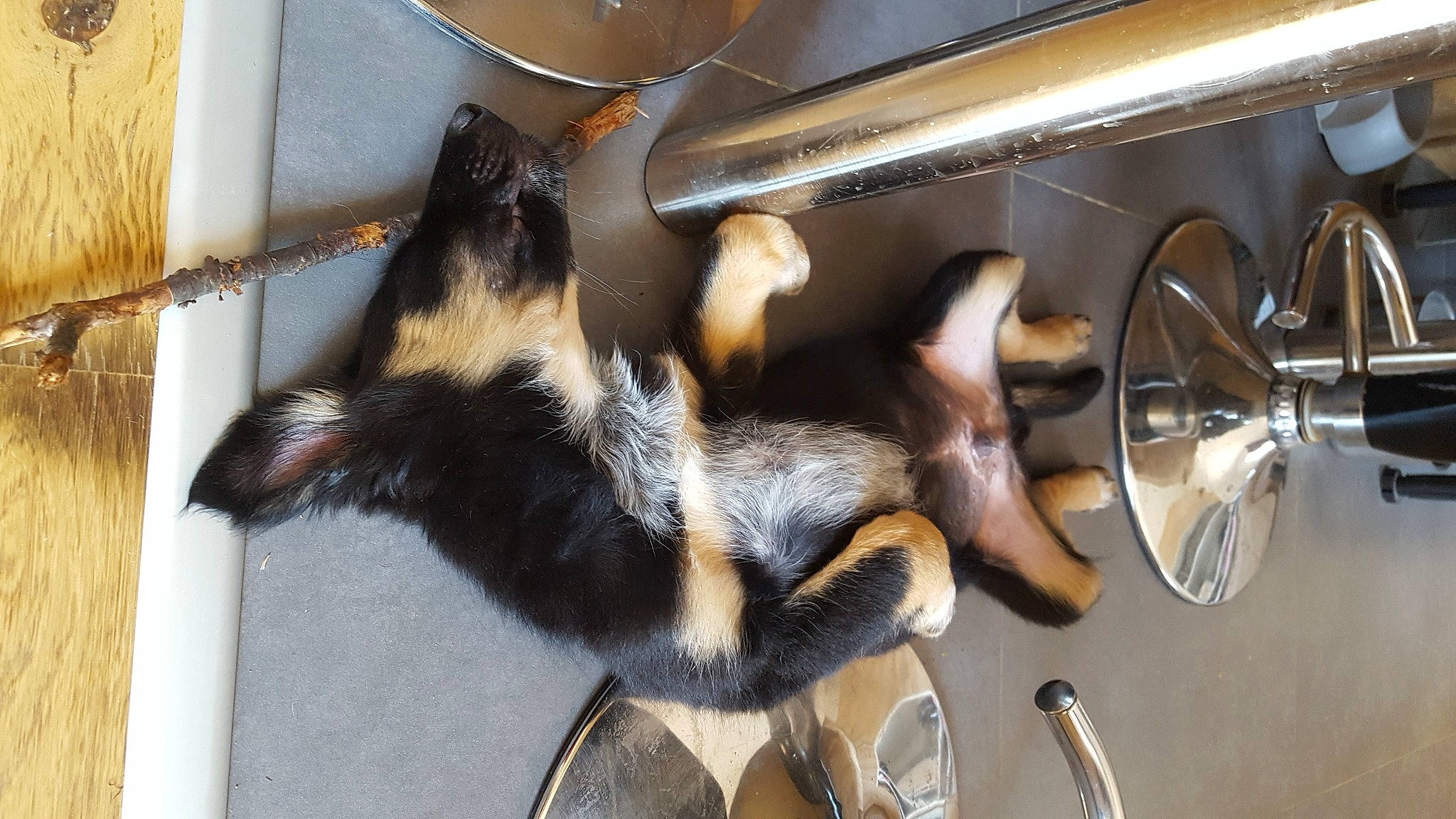 Népal a rejoint le concours — aidez-le/la à gagner de superbes lots ! canidae, carnivore, claw