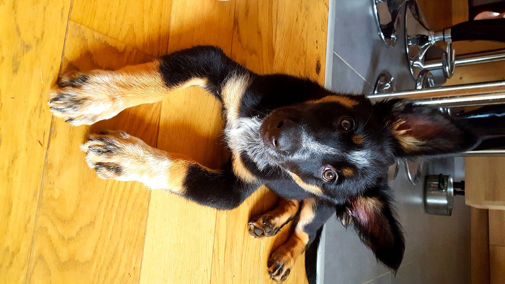 Népal a rejoint le concours — aidez-le/la à gagner de superbes lots ! canidae, carnivore, cat, dog, dog_breed, fur, mammal, small_to_medium_sized_cats, sporting_group, tail