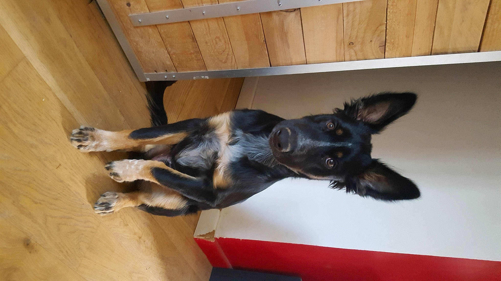 Népal a rejoint le concours — aidez-le/la à gagner de superbes lots ! canidae, carnivore, dog, dog_breed, ear, fawn, mammal, snout, sporting_group