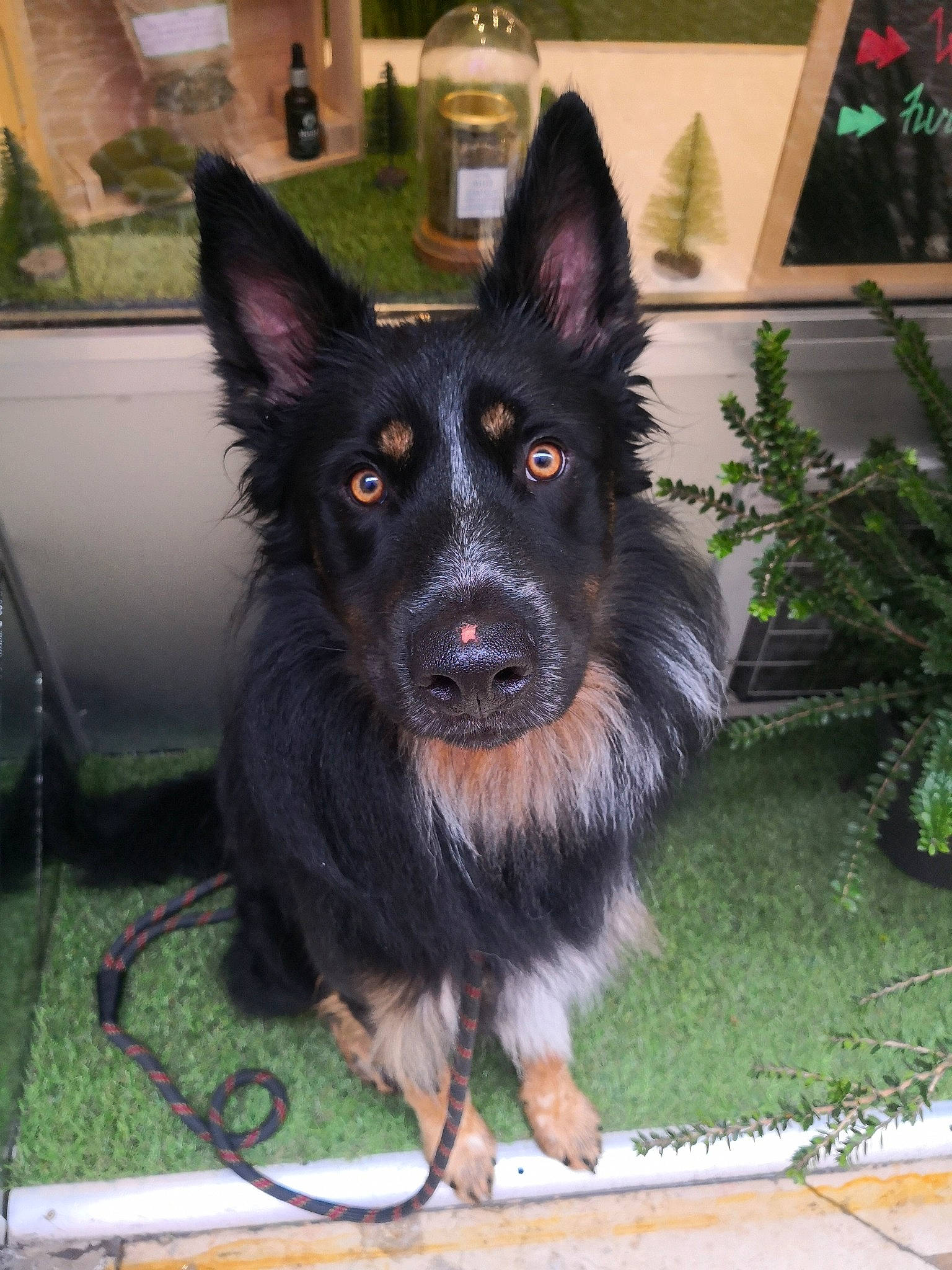 Népal participe au concours pour gagner de l'argent avec cette photo : belgian_shepherd, bohemian_shepherd, canidae, carnivore, dog, dog_breed, east_european_shepherd, german_shepherd_dog, herding_dog, king_shepherd, mammal, old_german_shepherd_dog, rare_breed_dog, shiloh_shepherd_dog, snout, tervuren, vertebrate, working_dog