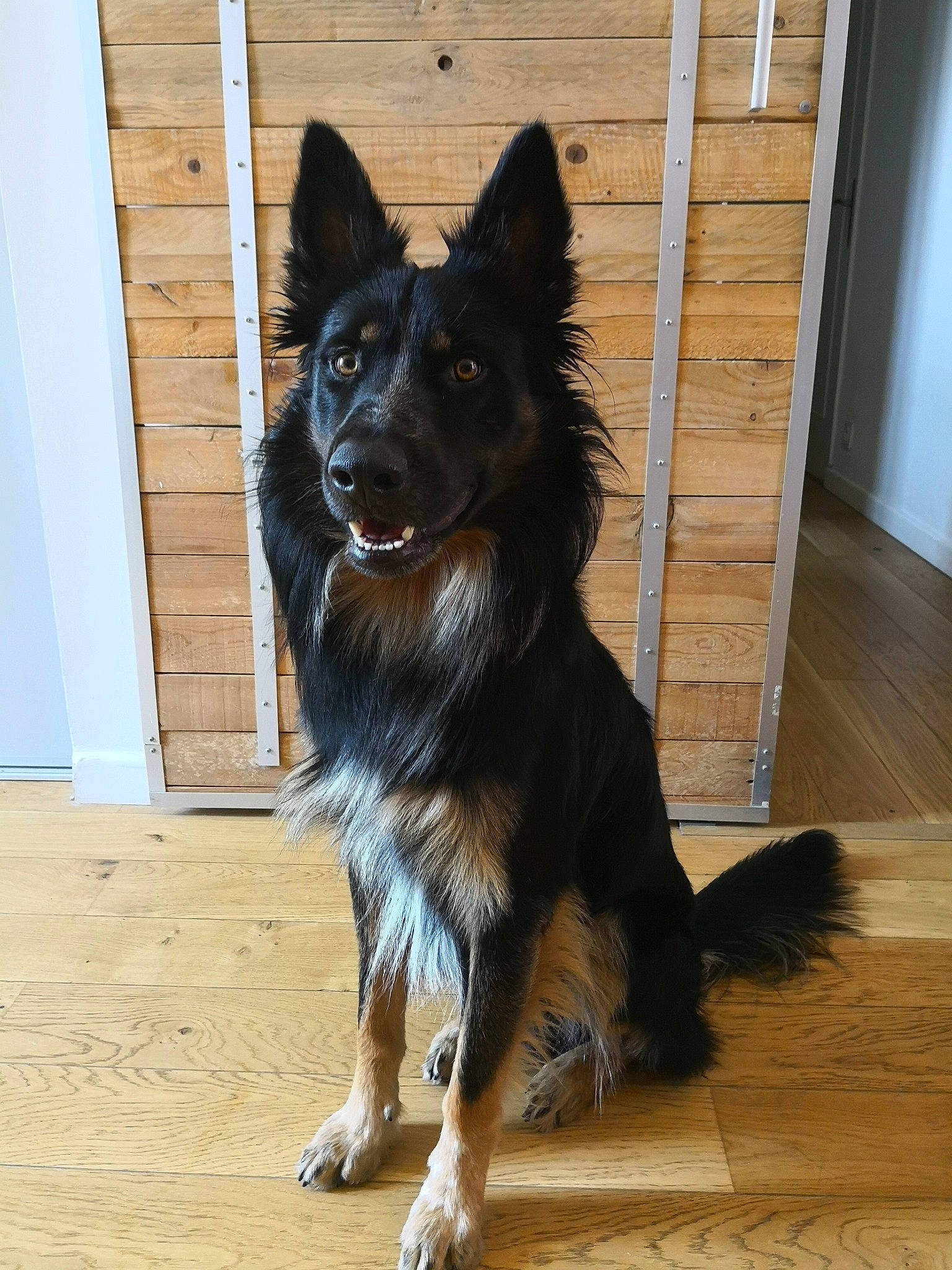 Népal participe au concours pour gagner de l'argent avec cette photo : bohemian_shepherd, canidae, carnivore, dog, dog_breed, mammal, rare_breed_dog, vertebrate