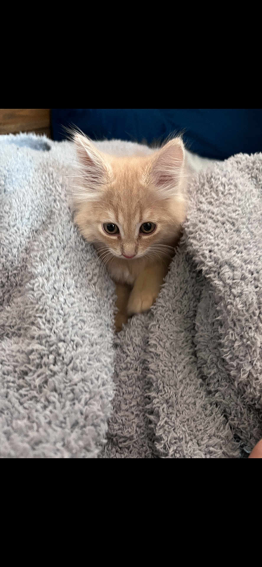 Junie is registered to the contest to win money with this photo: kitten, cat, pet, fur, blanket, cozy, cute, indoor, portrait, eyes, ears, whiskers, paw, soft_texture, beige, gray_blanket, peeking, young, snuggled, home