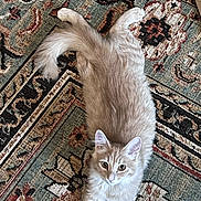 Junie is registered to the contest to win money with this photo: cat, kitten, pet, furry, rug, patterned_rug, indoor, lying_down, looking_up, paws, tail, whiskers, ears, eyes, cream_fur, beige, cozy, home_interior, portrait, relaxed