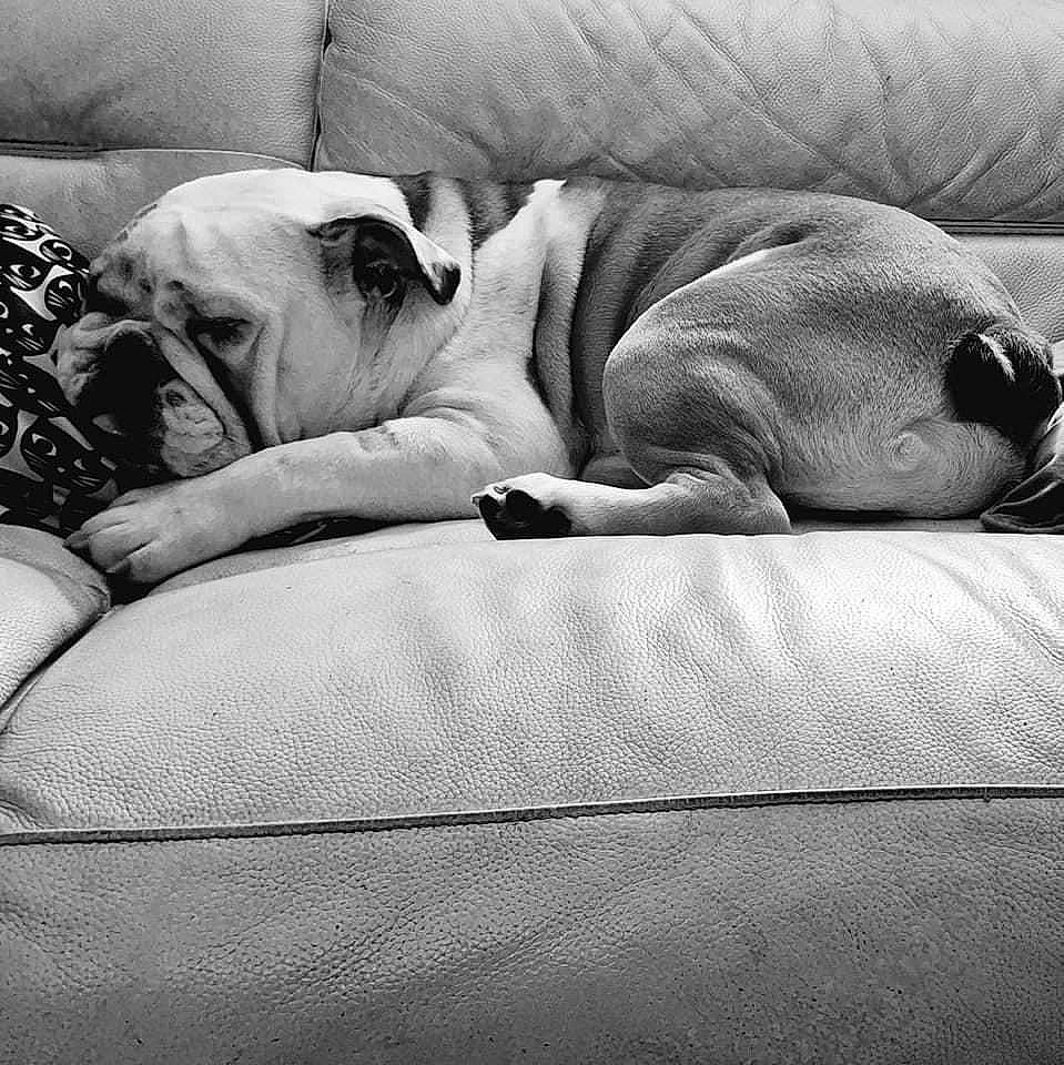 Uber participe au concours pour gagner de l'argent avec cette photo : bedding, bored, bulldog, canidae, carnivore, comfort, companion_dog, dog, dog_breed, fawn, grey, linens, monochrome, monochrome_photography, snout, sporting_group, style, toy_dog, working_animal, wrinkle