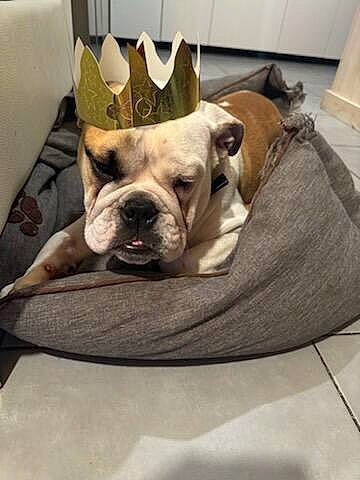 Uber participe au concours pour gagner de l'argent avec cette photo : bulldog, canidae, carnivore, comfort, companion_dog, couch, dog, dog_breed, ear, fawn, flooring, french_bulldog, hardwood, plant, snout, sporting_group, toy_dog, wood, working_animal, wrinkle